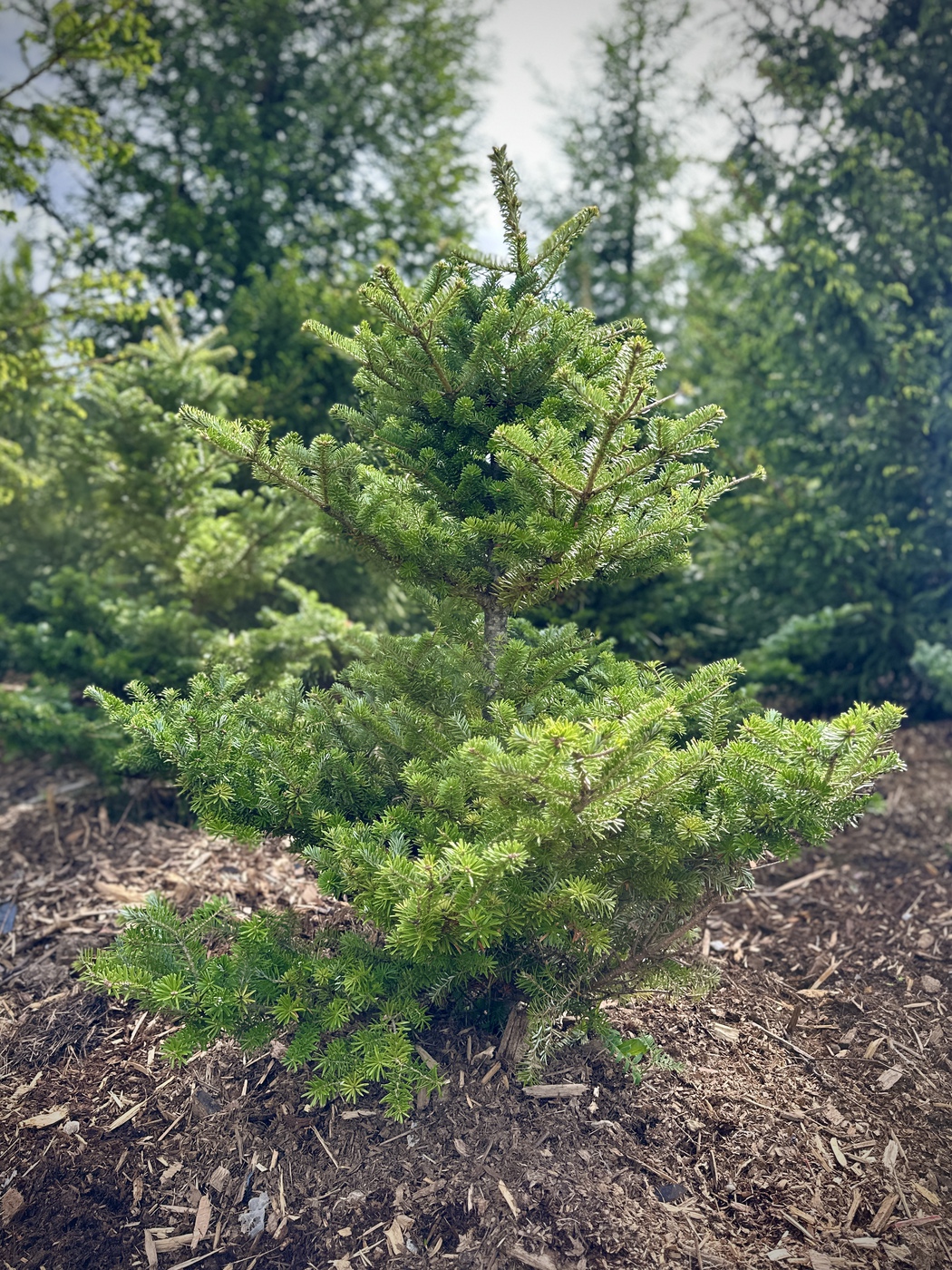 Пихта корейская (Abies Koreana)