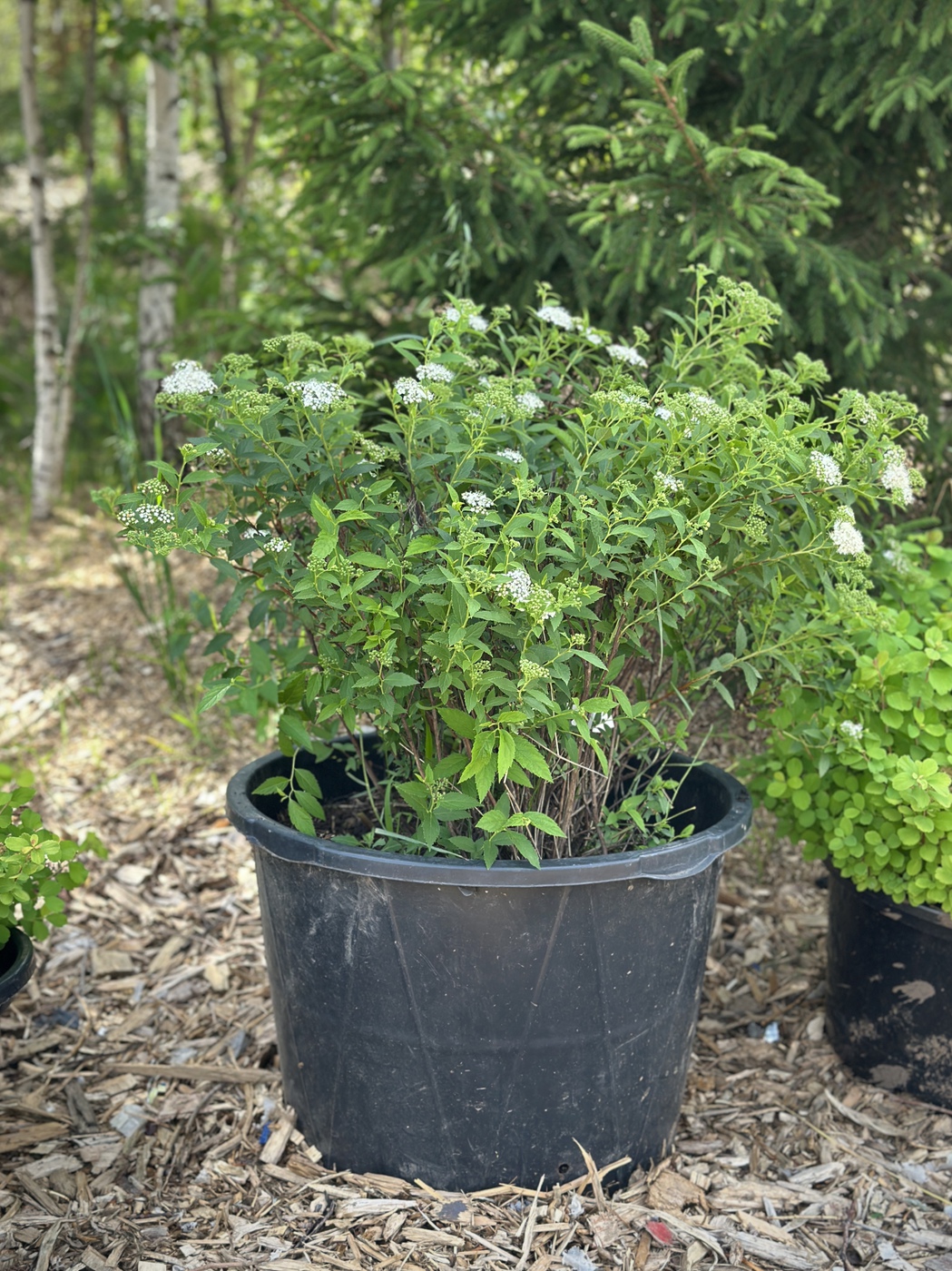 Спирея японская Альбифлора (Albiflora)
