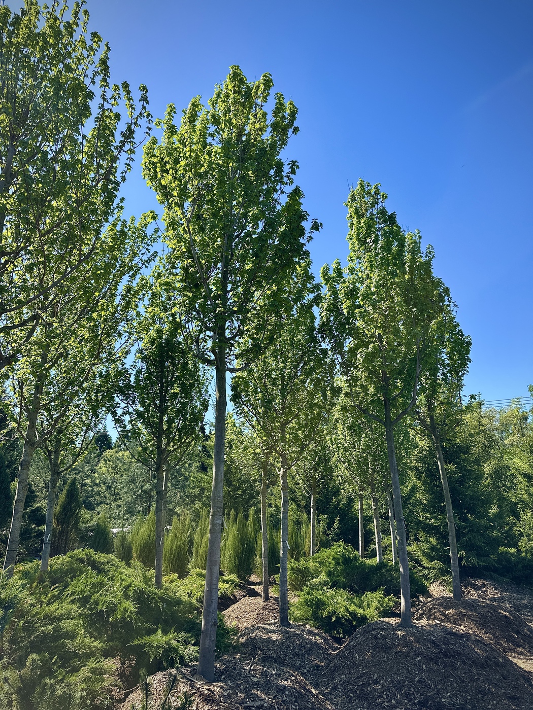 Клен Фримана (Acer freemanii)