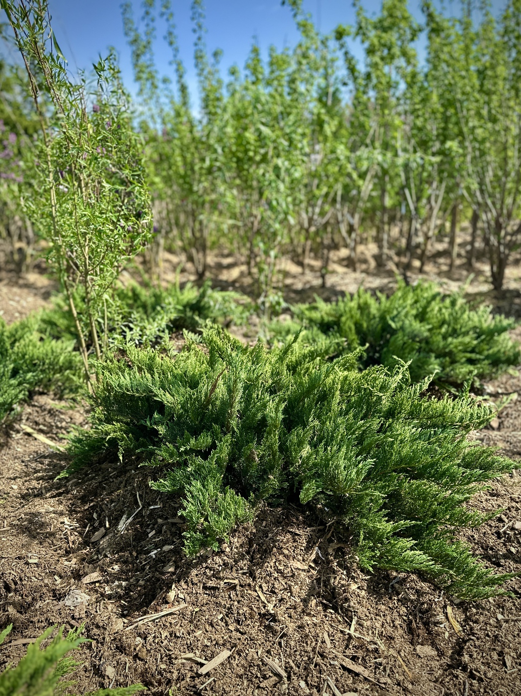 Можжевельник казацкий Тамарисцифолия (Tamariscifolia)
