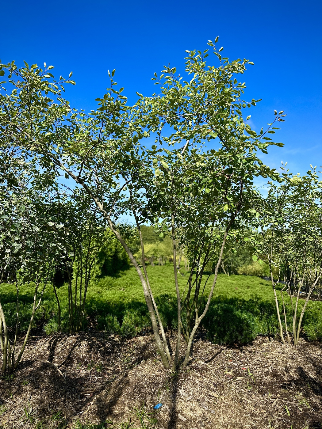 Ирга `Ламарка`