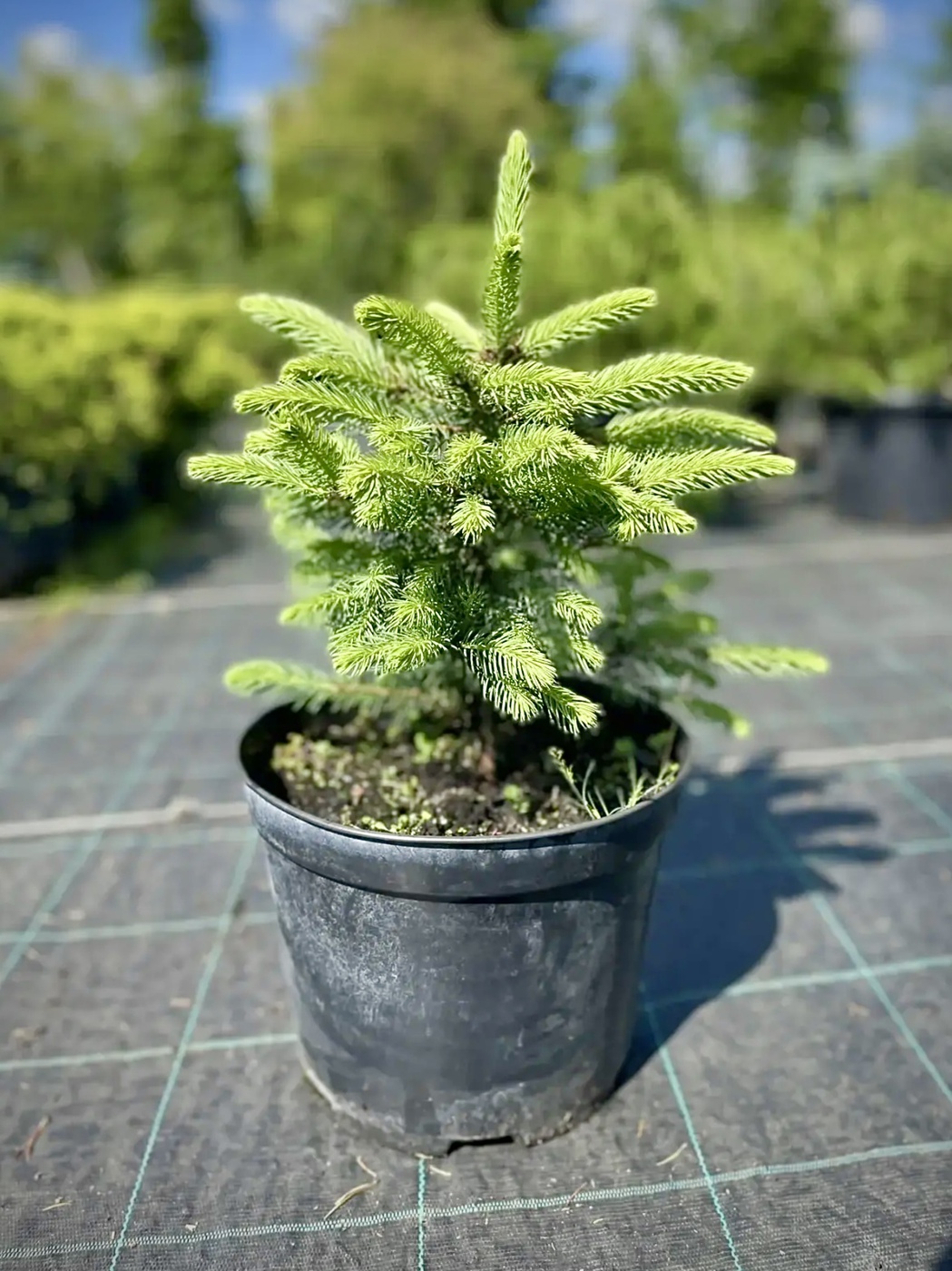 Ель сизая (Picea Glauca)