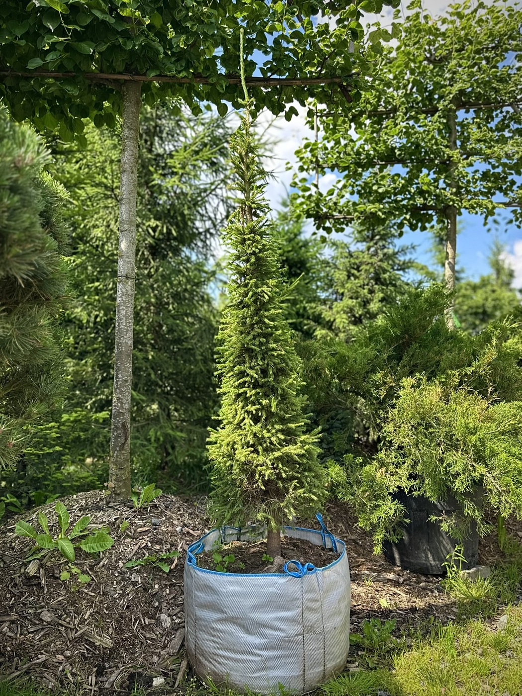 Ель обыкновенная (Picea abies) КОНУС