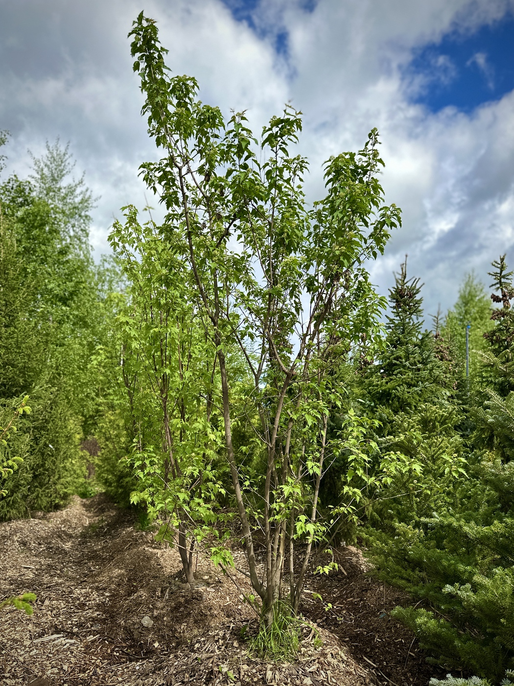 Клен Гиннала (Acer ginnala)