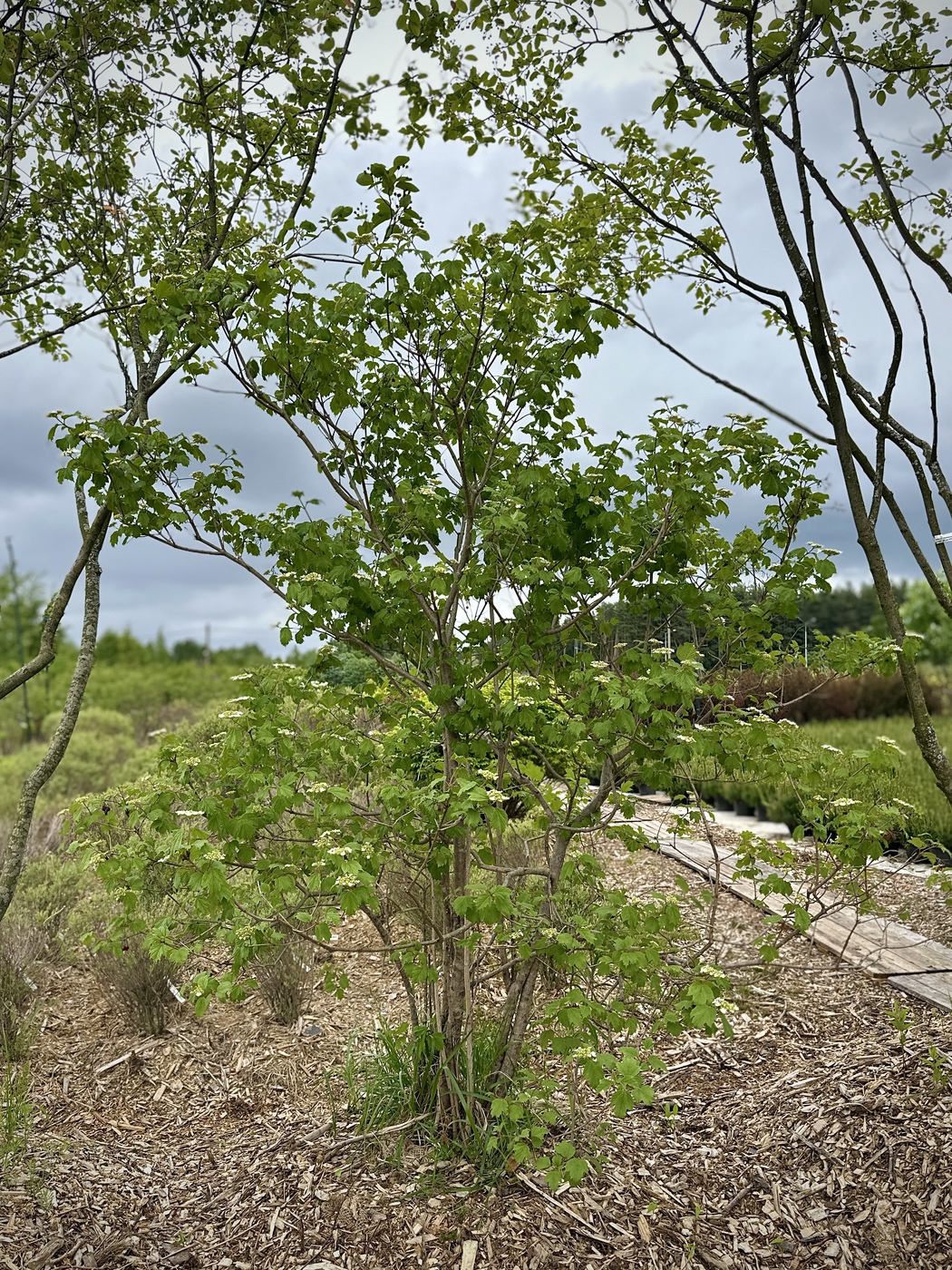 Калина обыкновенная (Viburnum opulus)