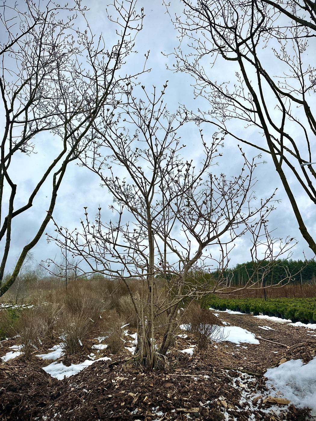 Калина обыкновенная (Viburnum opulus) — изображение 2