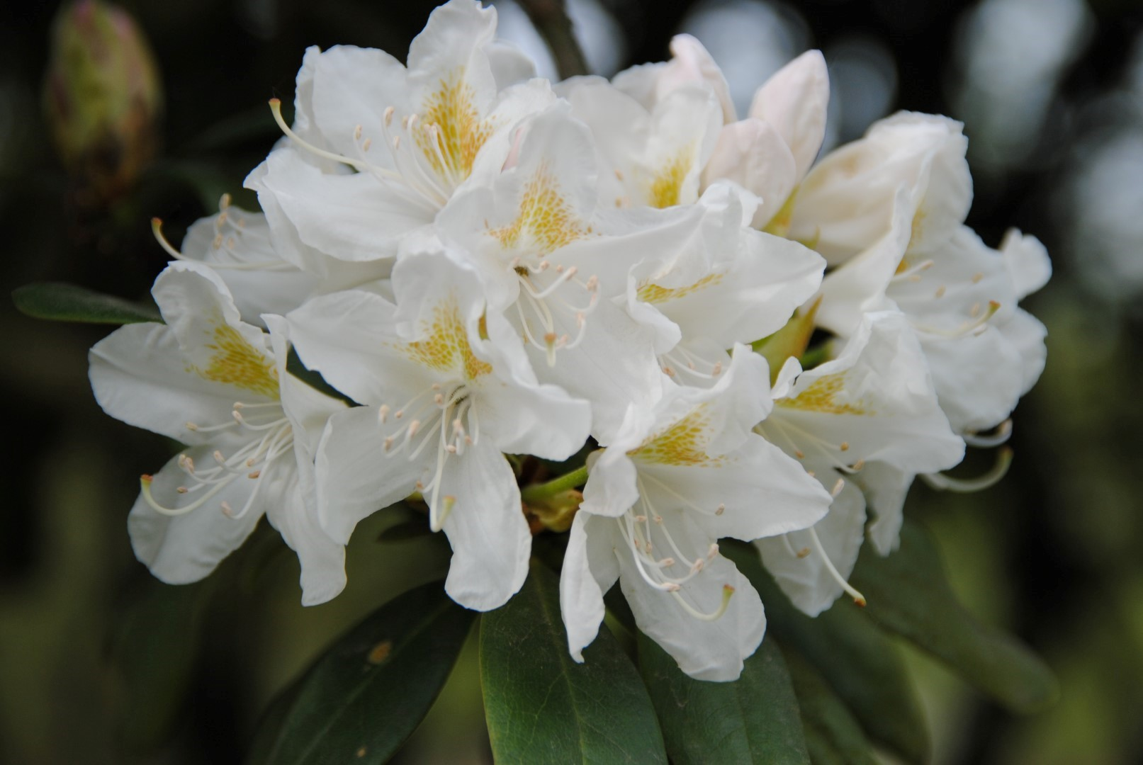 Рододендрон гибридный Каннингемс Уайт (Cunningham's White)