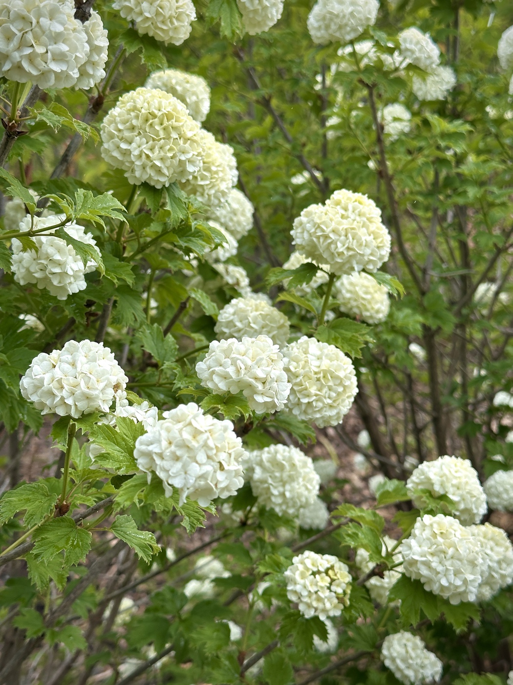 Калина обыкновенная Розеум (Roseum)