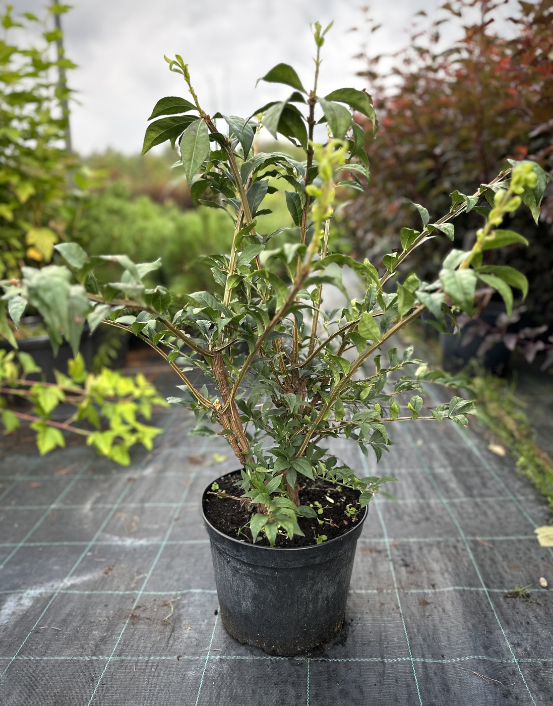 Бересклет крылатый (Euonymus alatus)