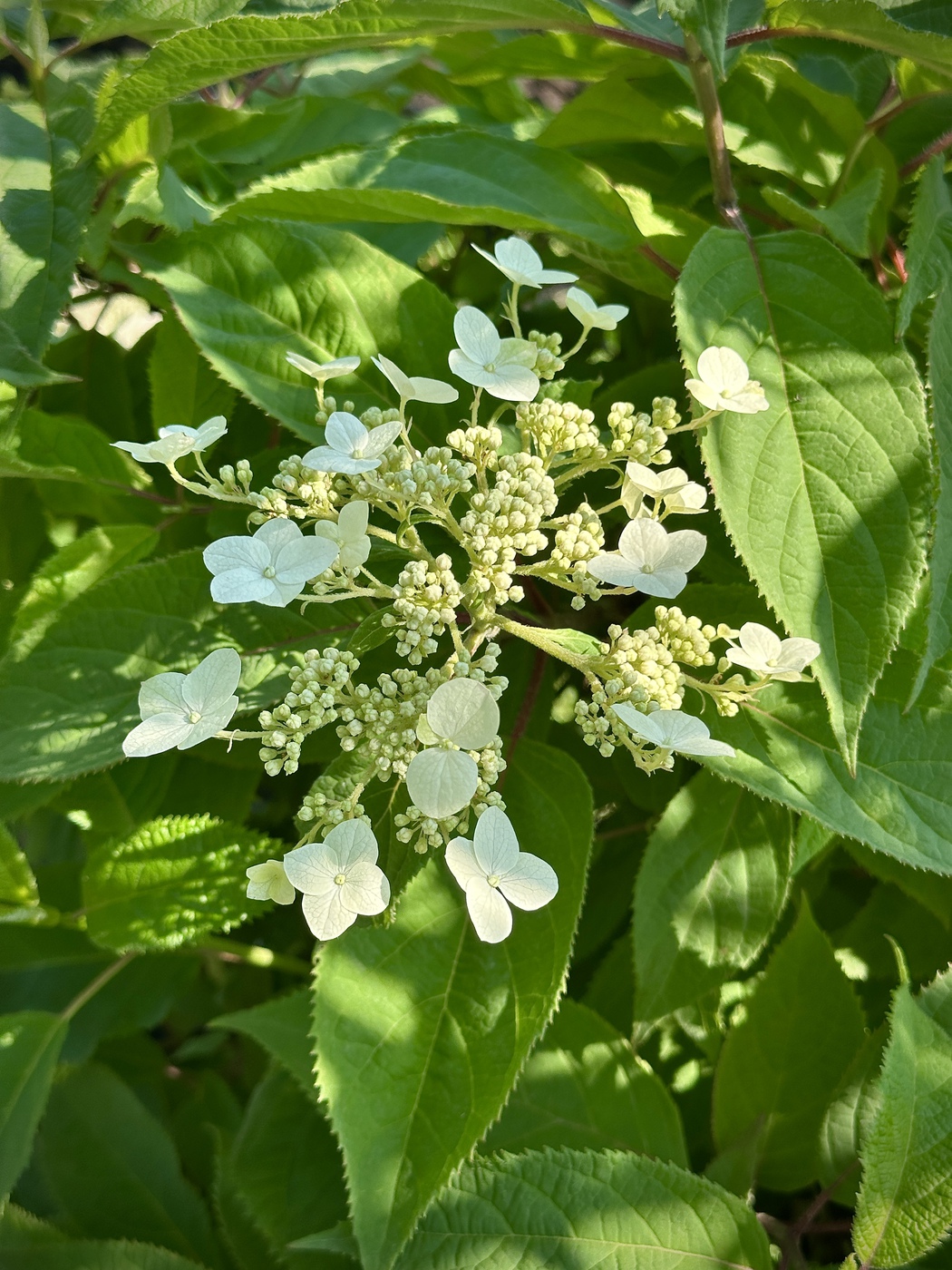 Гортензия Бретшнейдера (Hydrangea Bretschneideri) — изображение 3