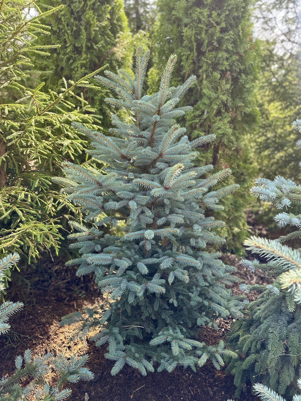 Ель колючая Супер Блю Сидлинг (Super Blue Seedling)