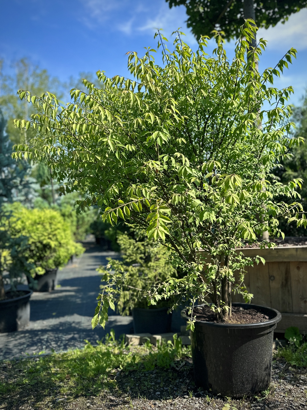 Бересклет крылатый (Euonymus alatus)