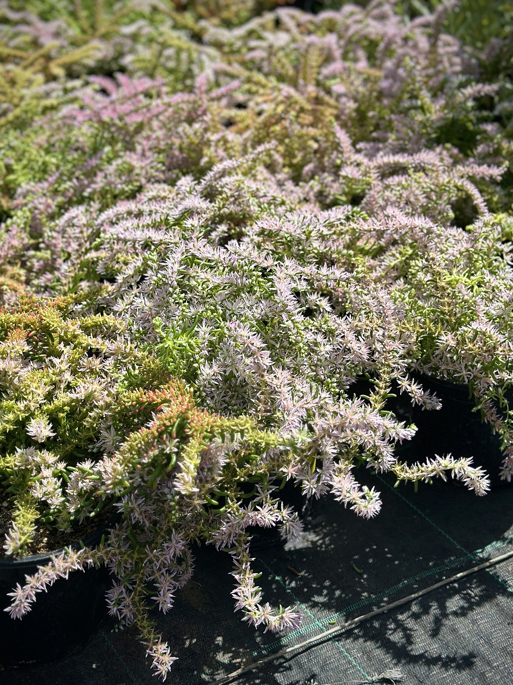 Очиток красивый Си Стар (Sea Star)