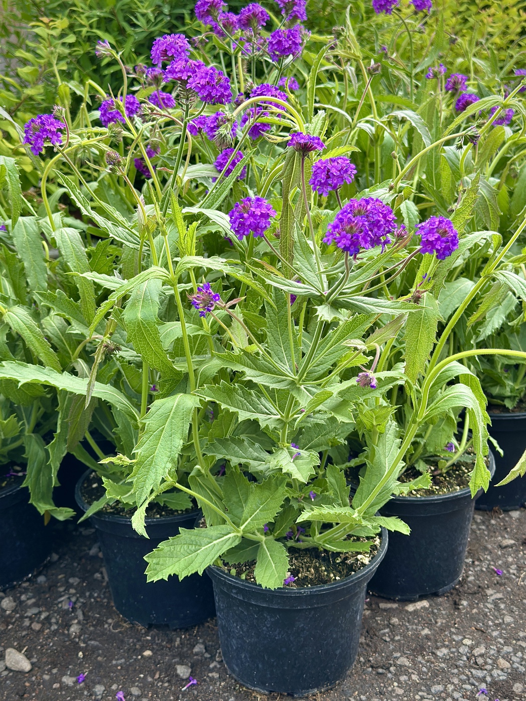 Вербена жесткая Сантос Перпл (Santos Purple)