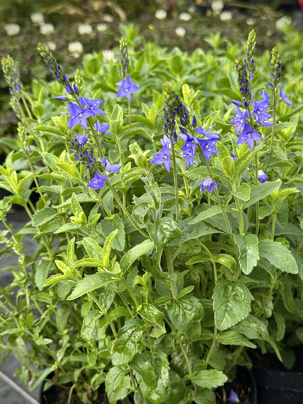 Вероника широколистная Роял Блю (Royal Blue)