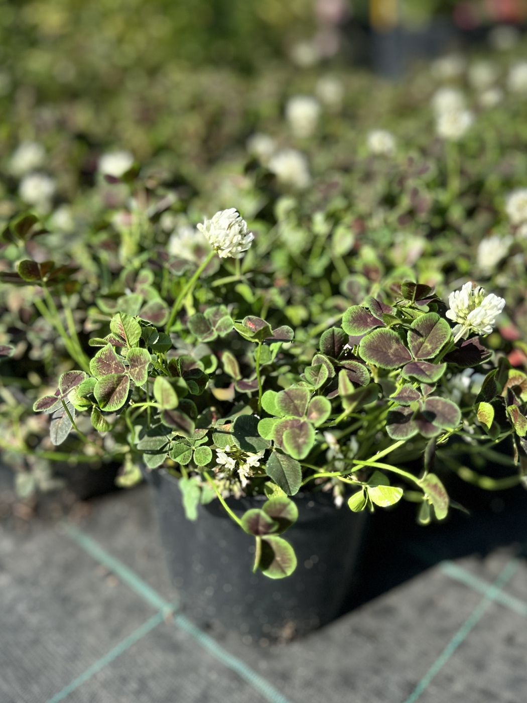 Клевер ползучий Пентафиллум (Pentaphyllum)