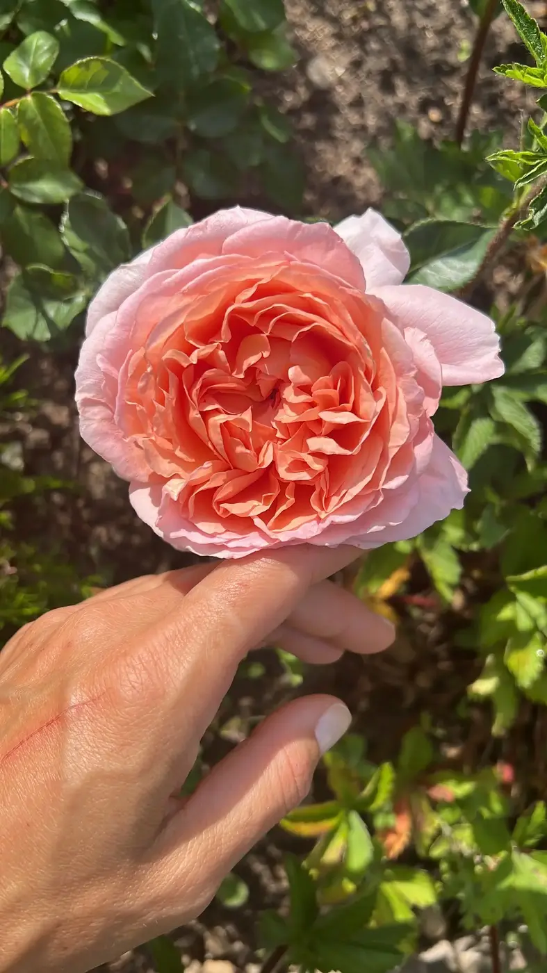 РОЗА АБРАХАМ ДЕРБИ (ABRAHAM DARBY)