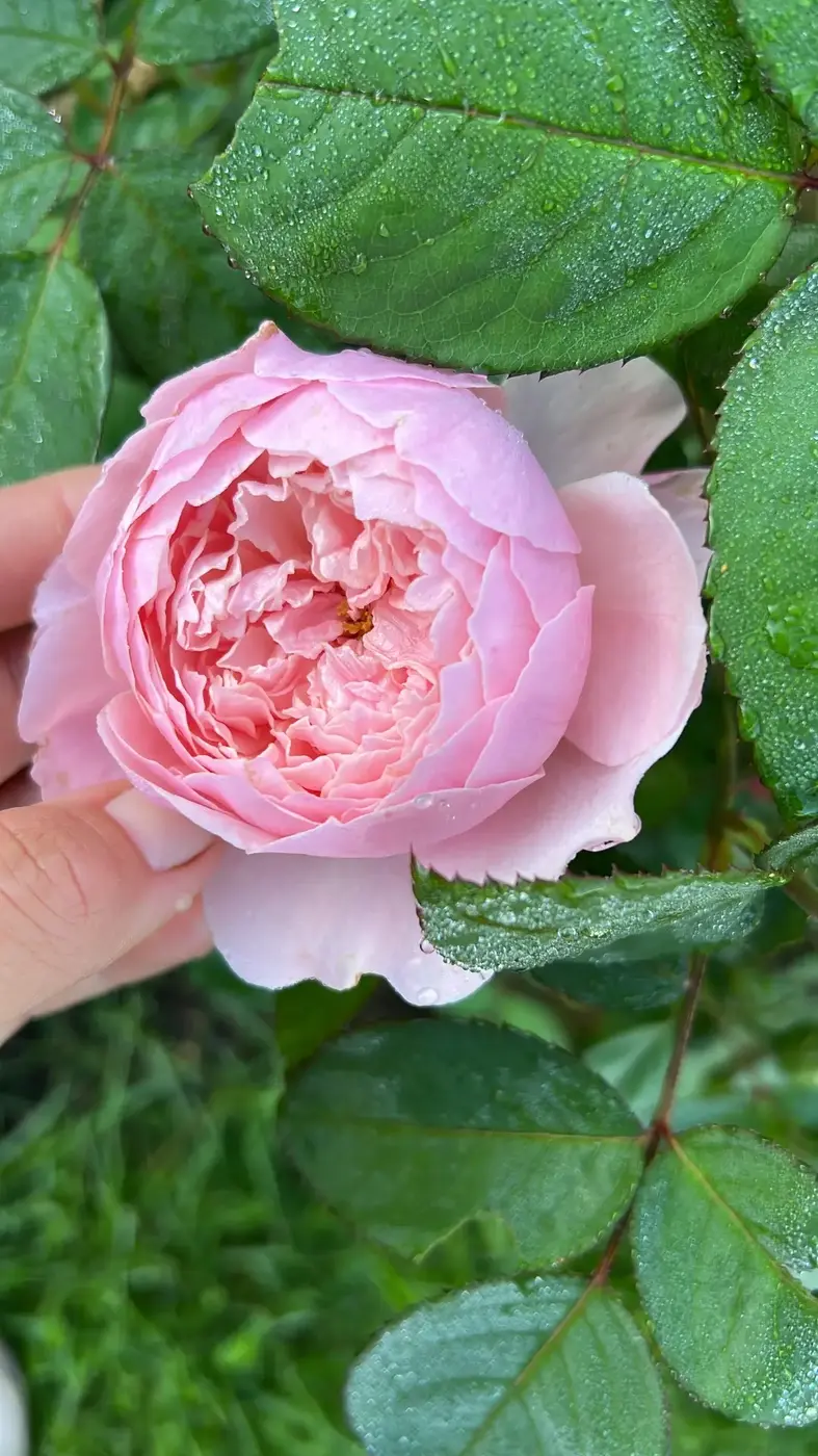 РОЗА ЗЕ АЛНВИК РОУЗ (THE ALNWICK ROSE)