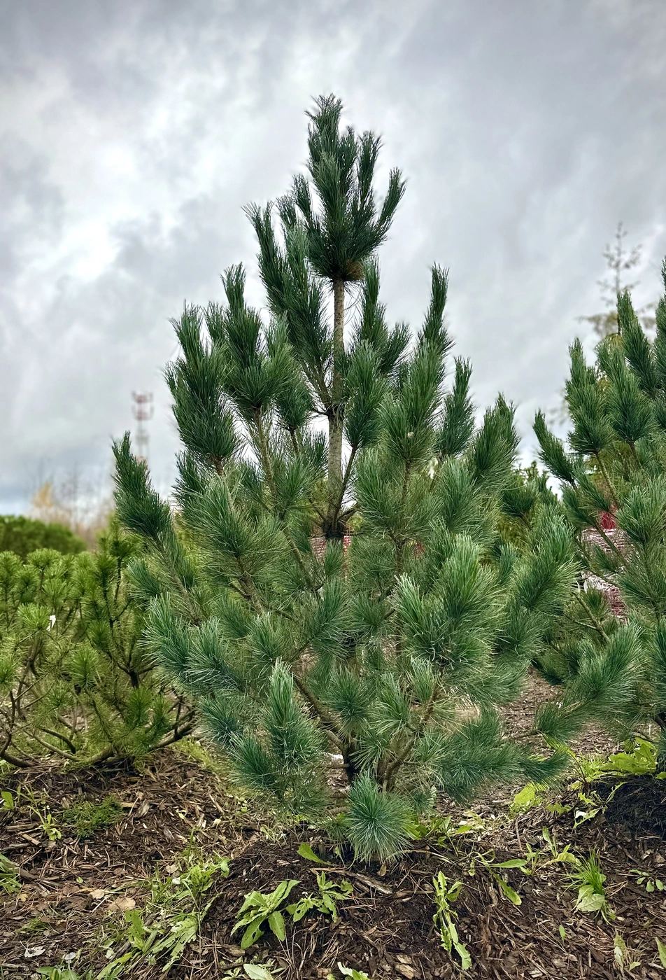 Сосна кедровая европейская Глаука (Glauca)