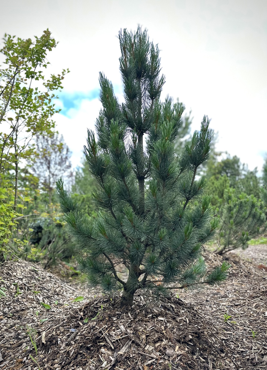Сосна кедровая европейская Глаука (Glauca)