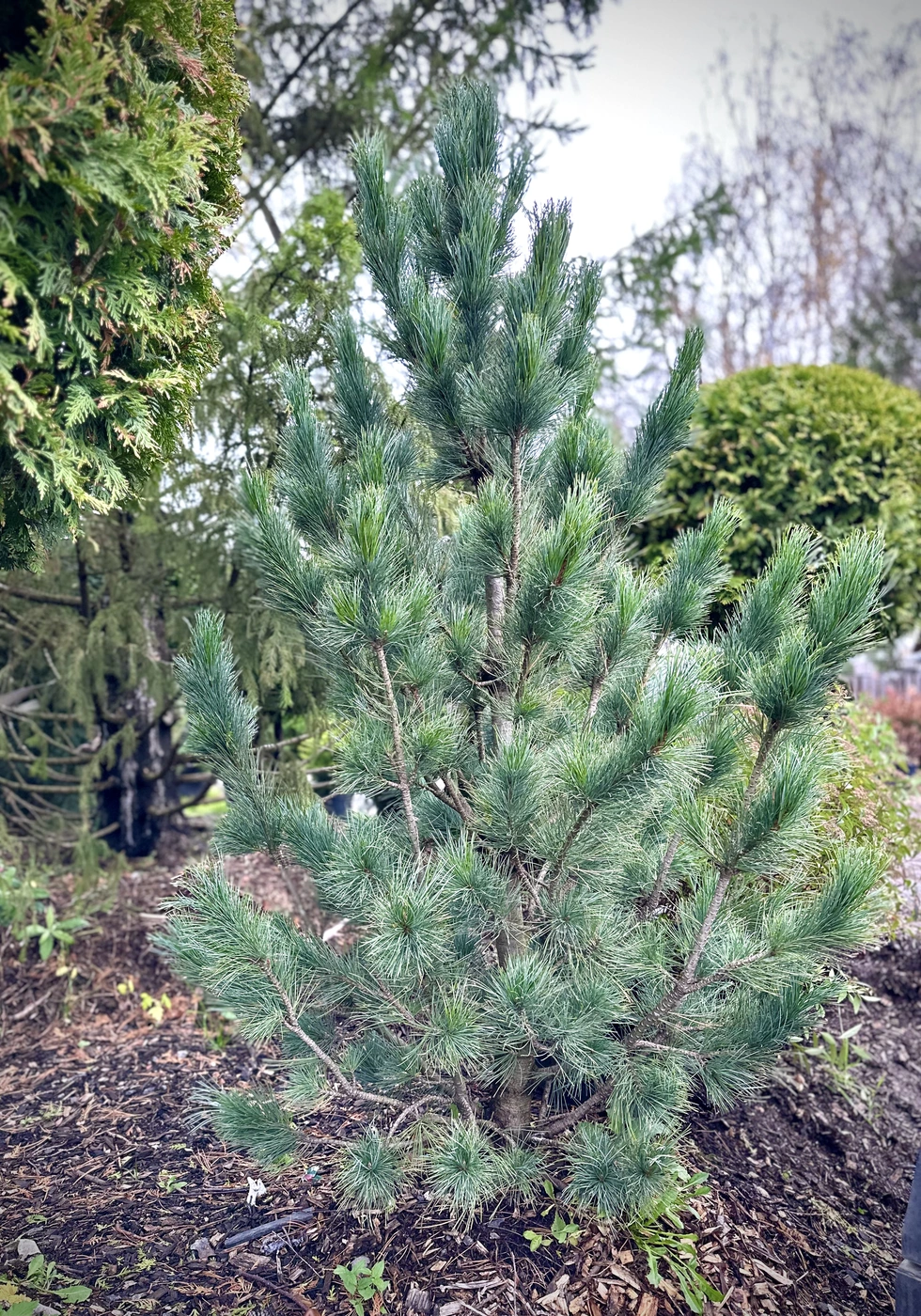 Сосна кедровая европейская Глаука (Glauca)