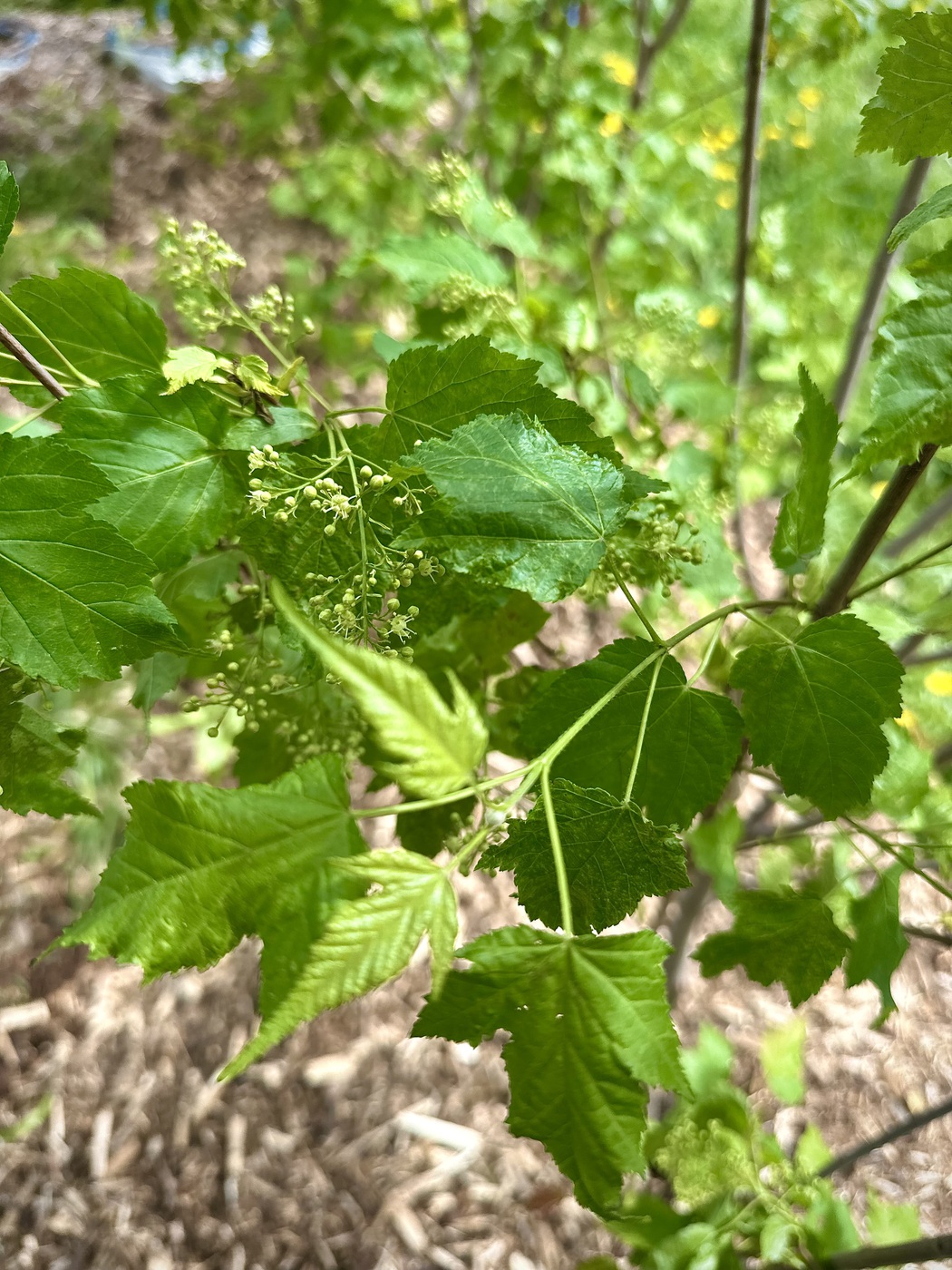 Клен Гиннала (Acer ginnala) ЗОНТ