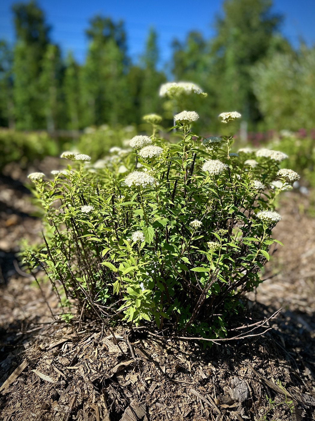 Спирея японская Альбифлора (Albiflora) ШАР