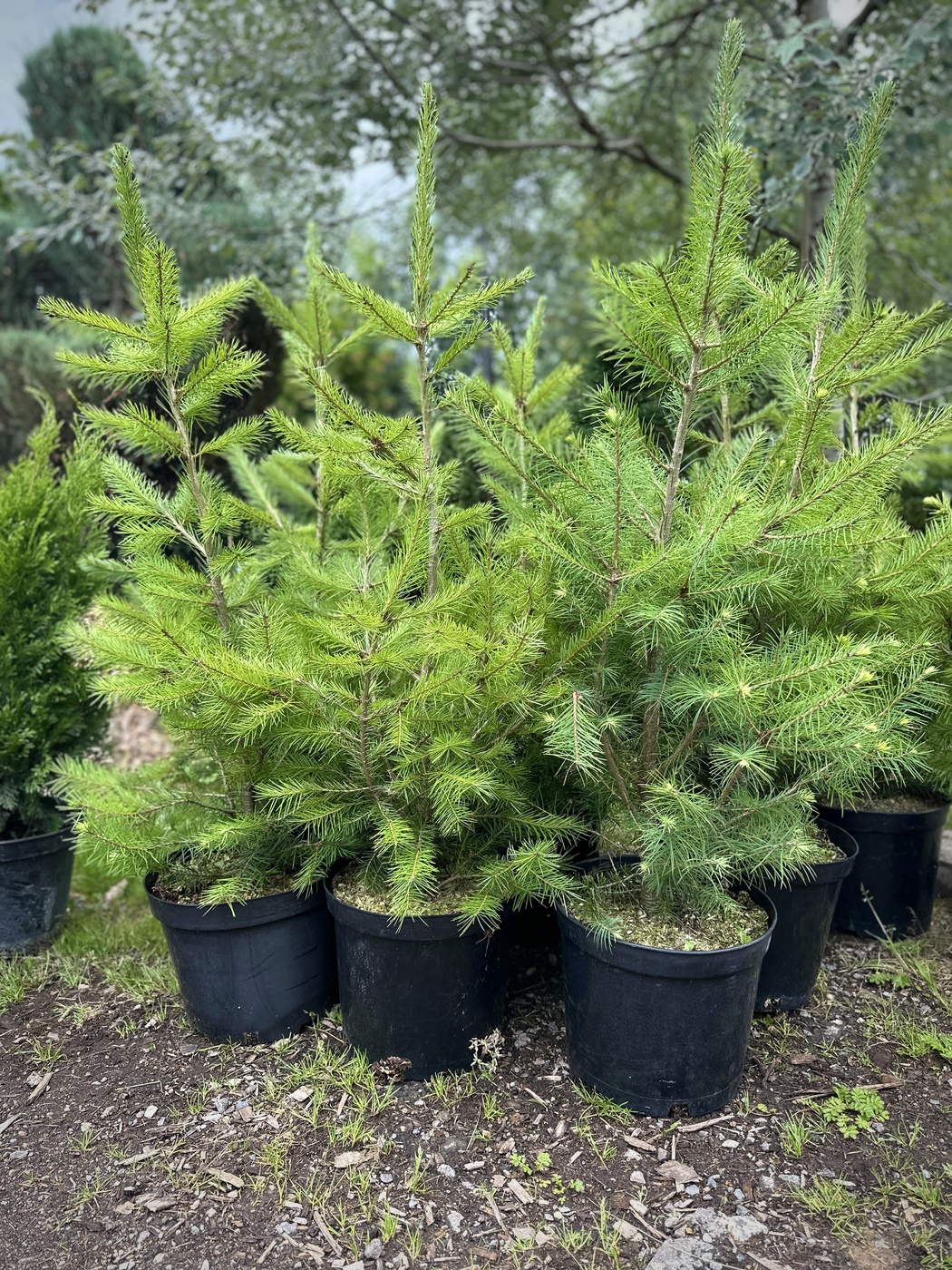 Псевдотсуга Мензиса (Pseudotsuga menziesii)