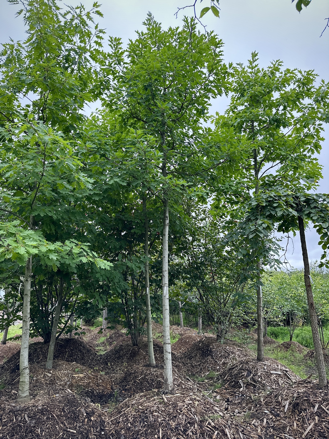 Дуб красный (Quercus rubra)