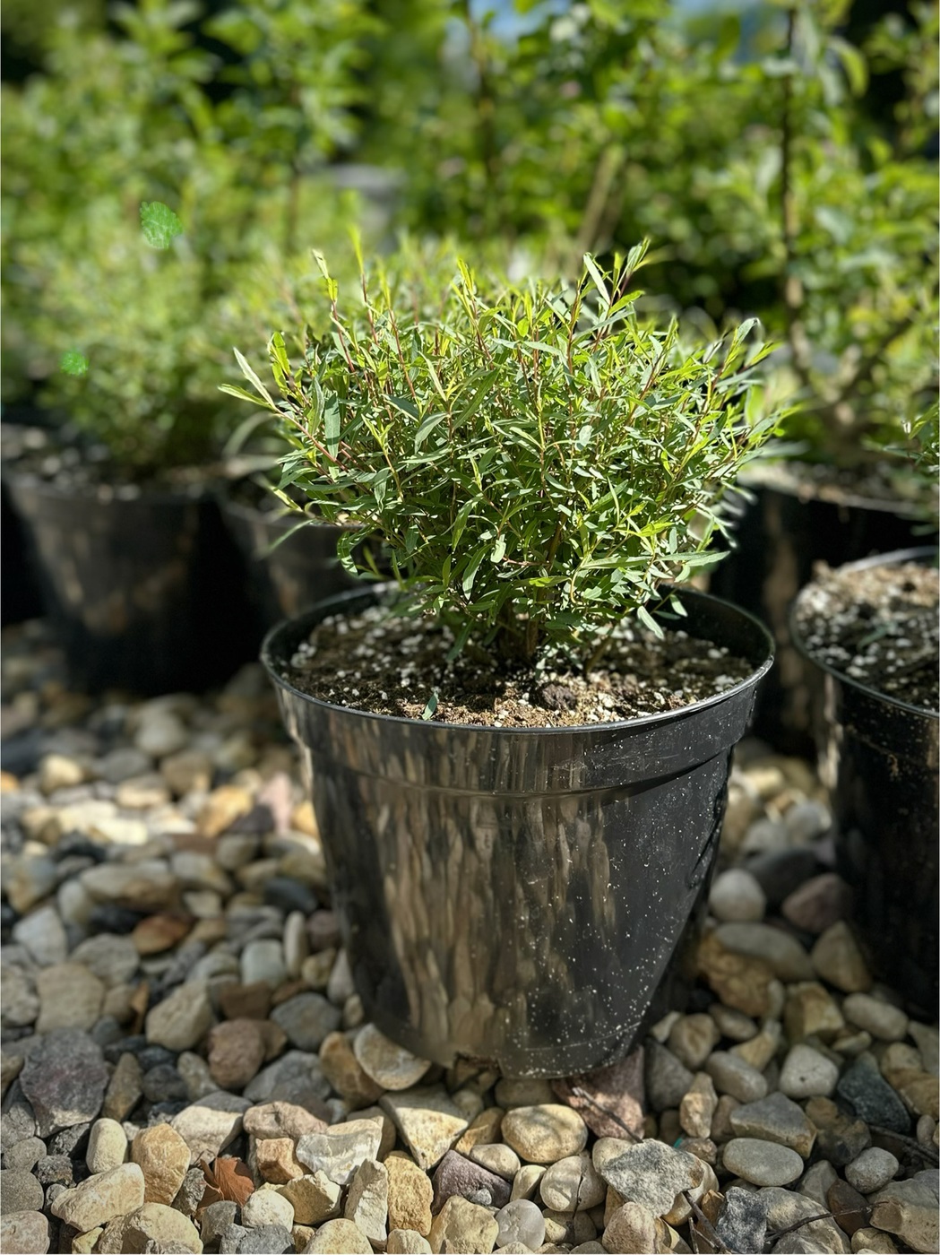Ива пурпурная Нана (Salix purpurea Nana)