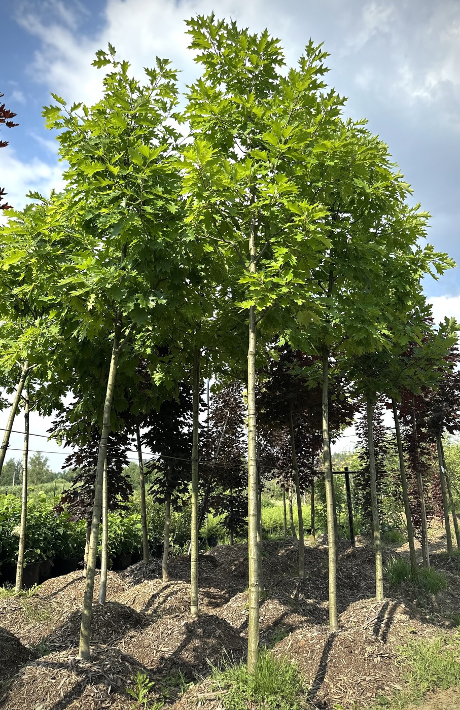 Дуб красный (Quercus rubra)