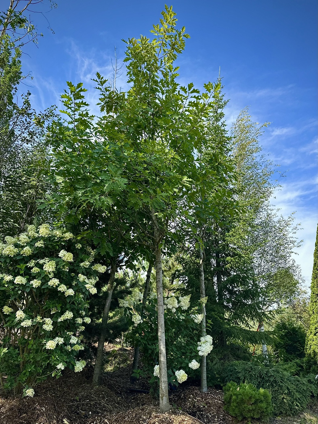 Дуб красный (Quercus rubra)