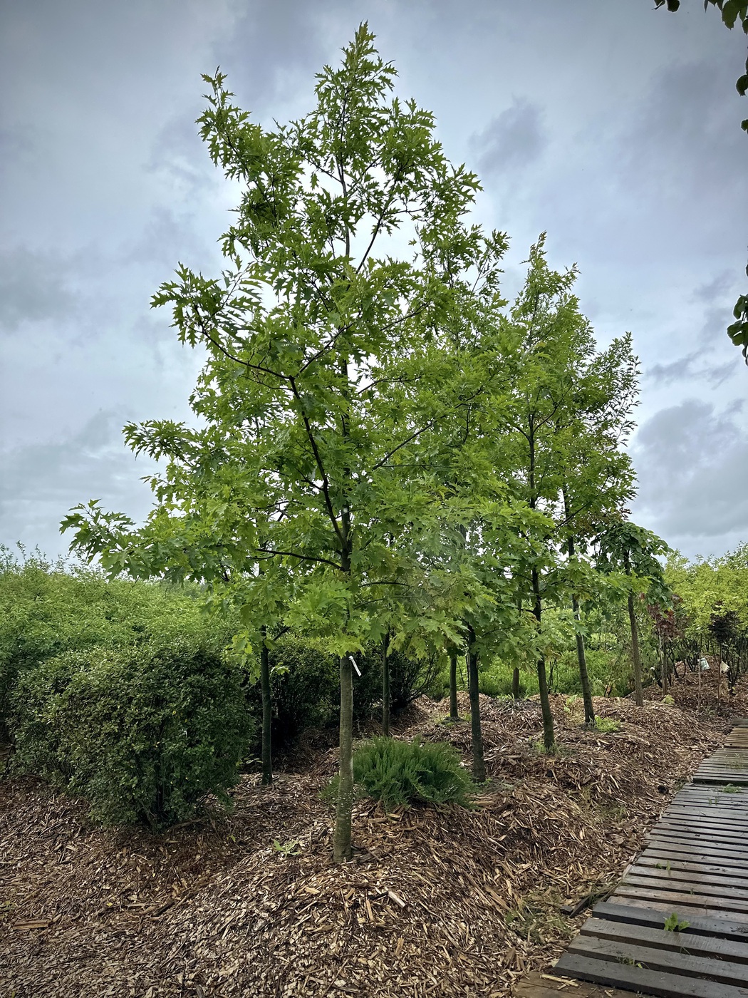 Дуб красный (Quercus rubra)