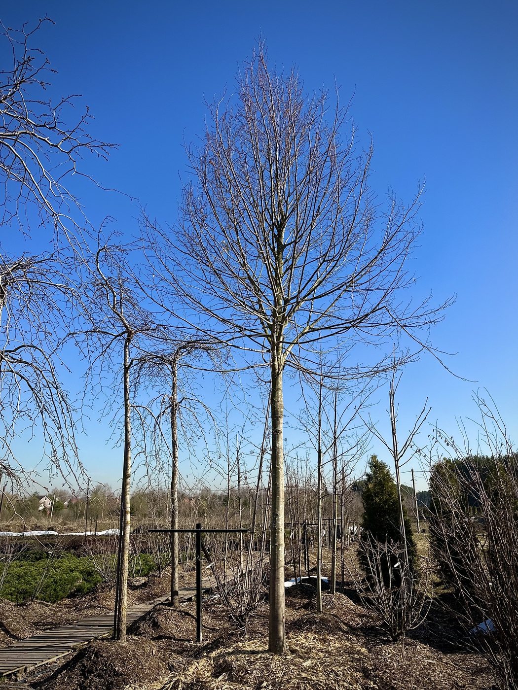 Липа европейская Паллида (Pallida)