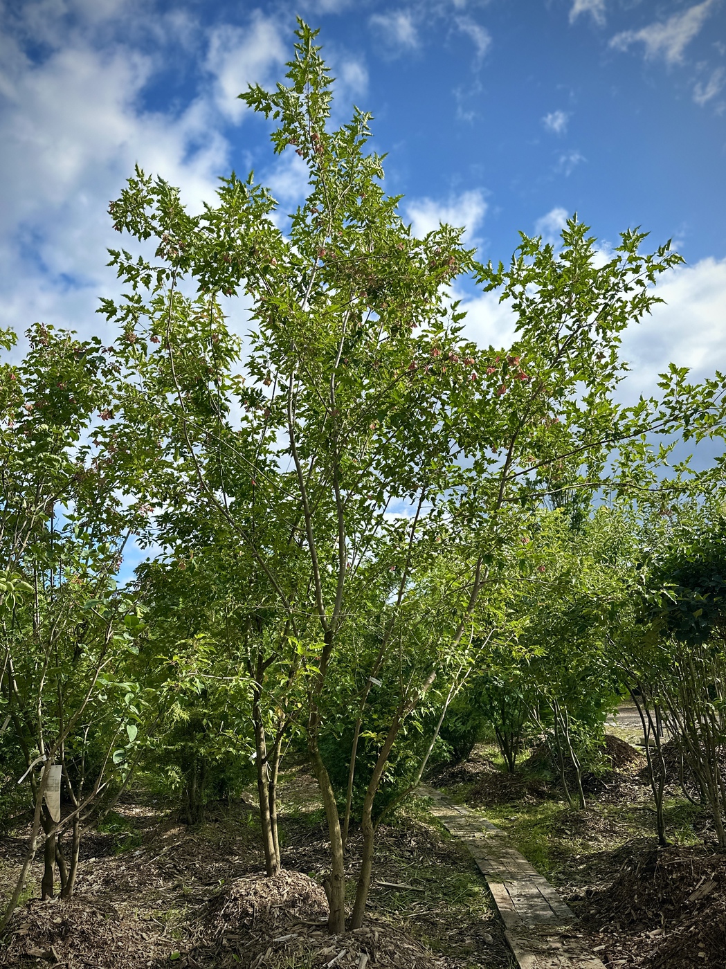 Клен Гиннала (Acer ginnala) BUSH