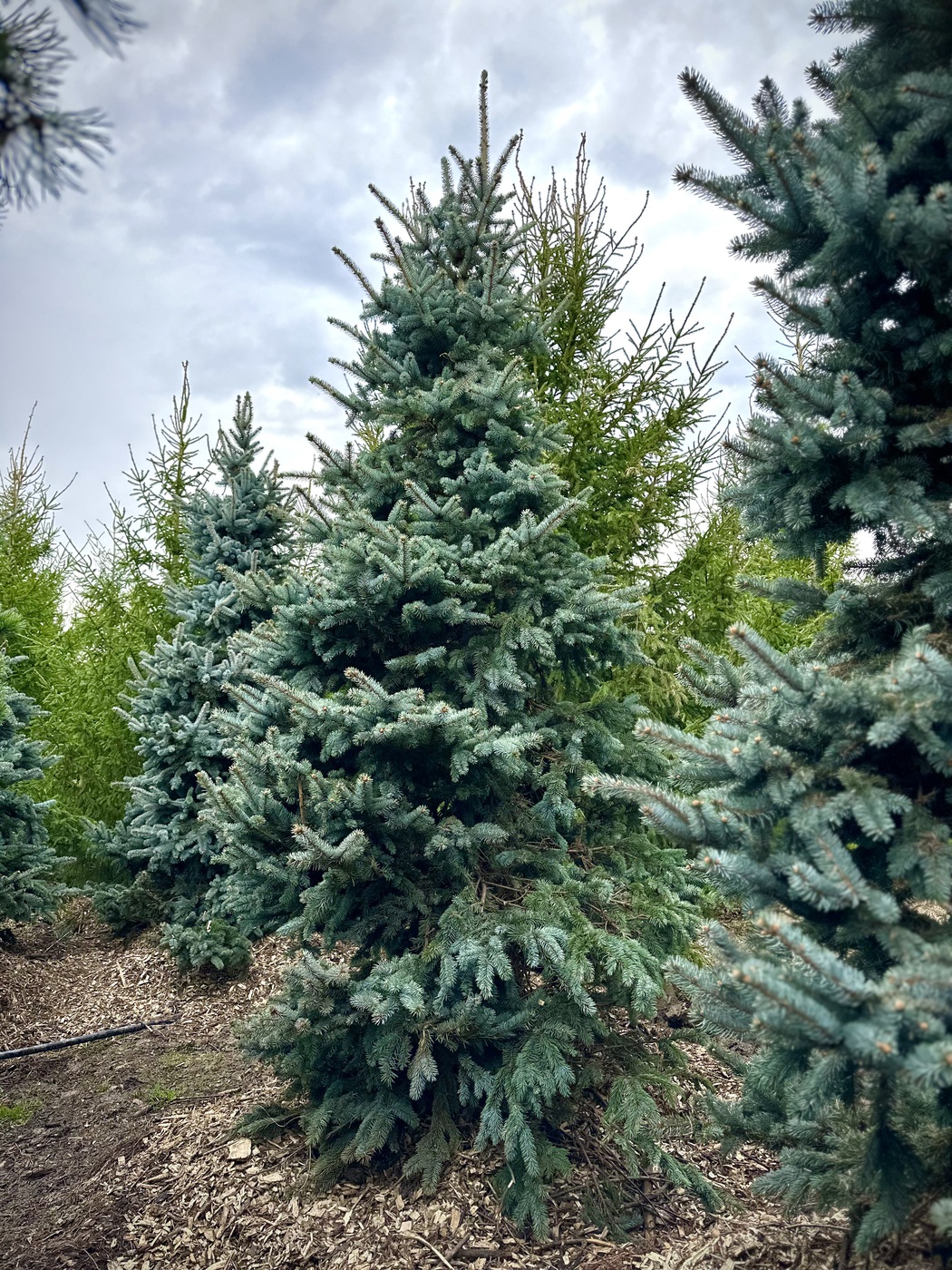 Ель колючая Олденбург (Oldenburg)