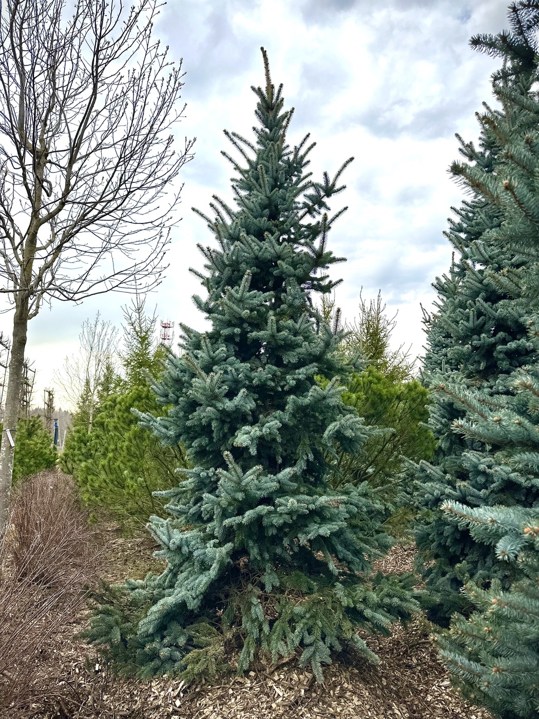 Ель колючая Олденбург (Oldenburg)