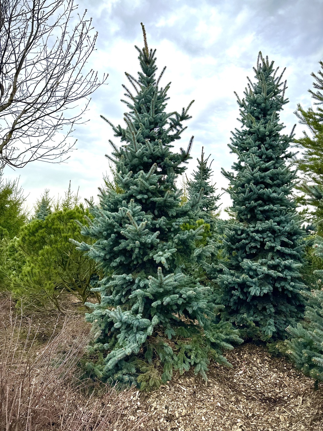 Ель колючая Олденбург (Oldenburg)
