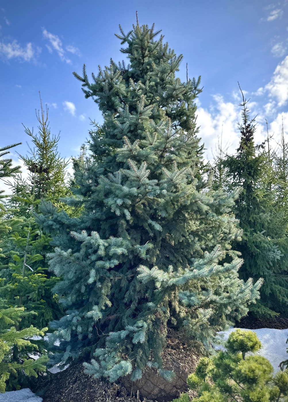 Ель колючая Глаука (Glauca)