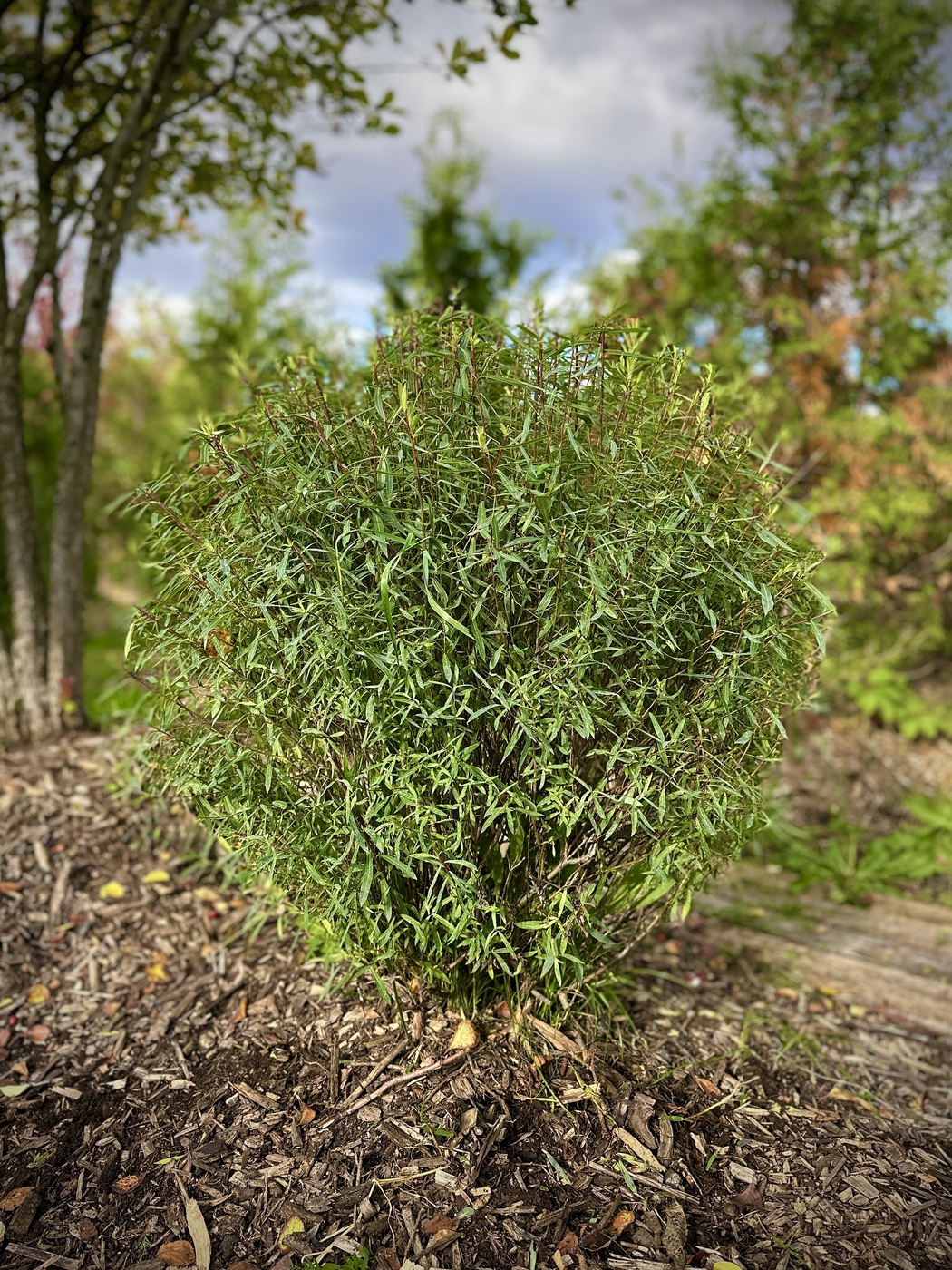 Ива пурпурная (Salix purpurea)