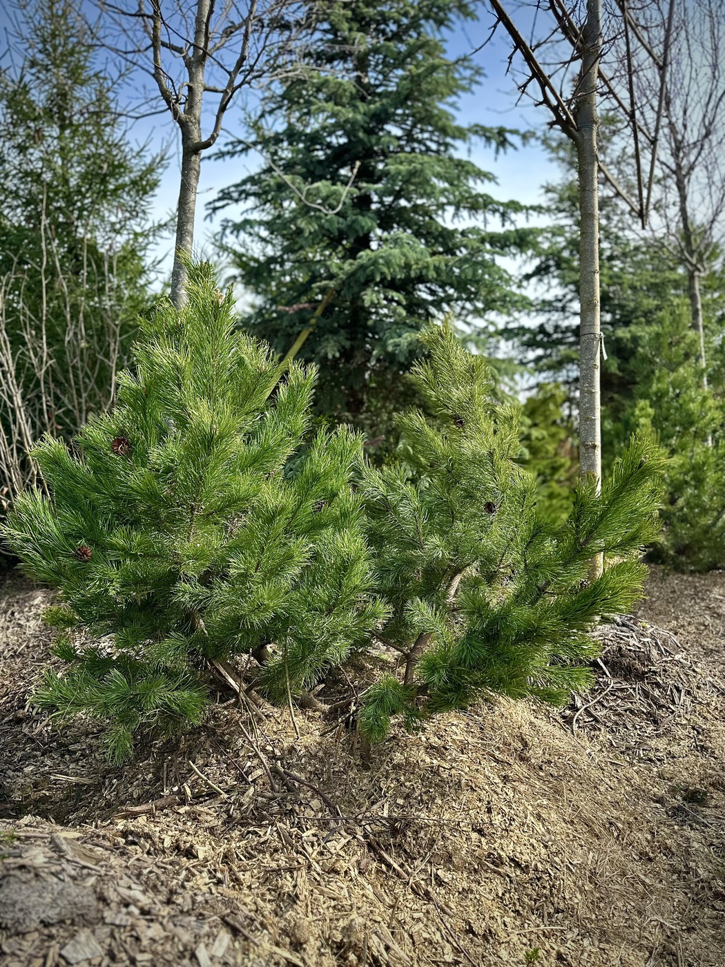 Сосна горная (Pinus Mugo)