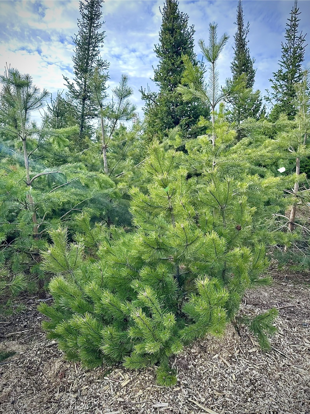 Сосна горная (Pinus Mugo)