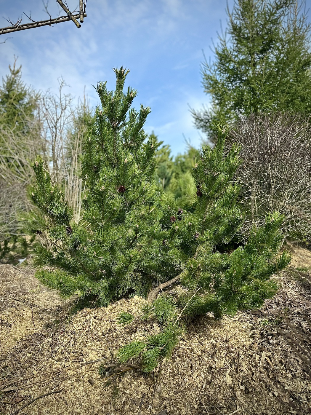 Сосна горная (Pinus Mugo)