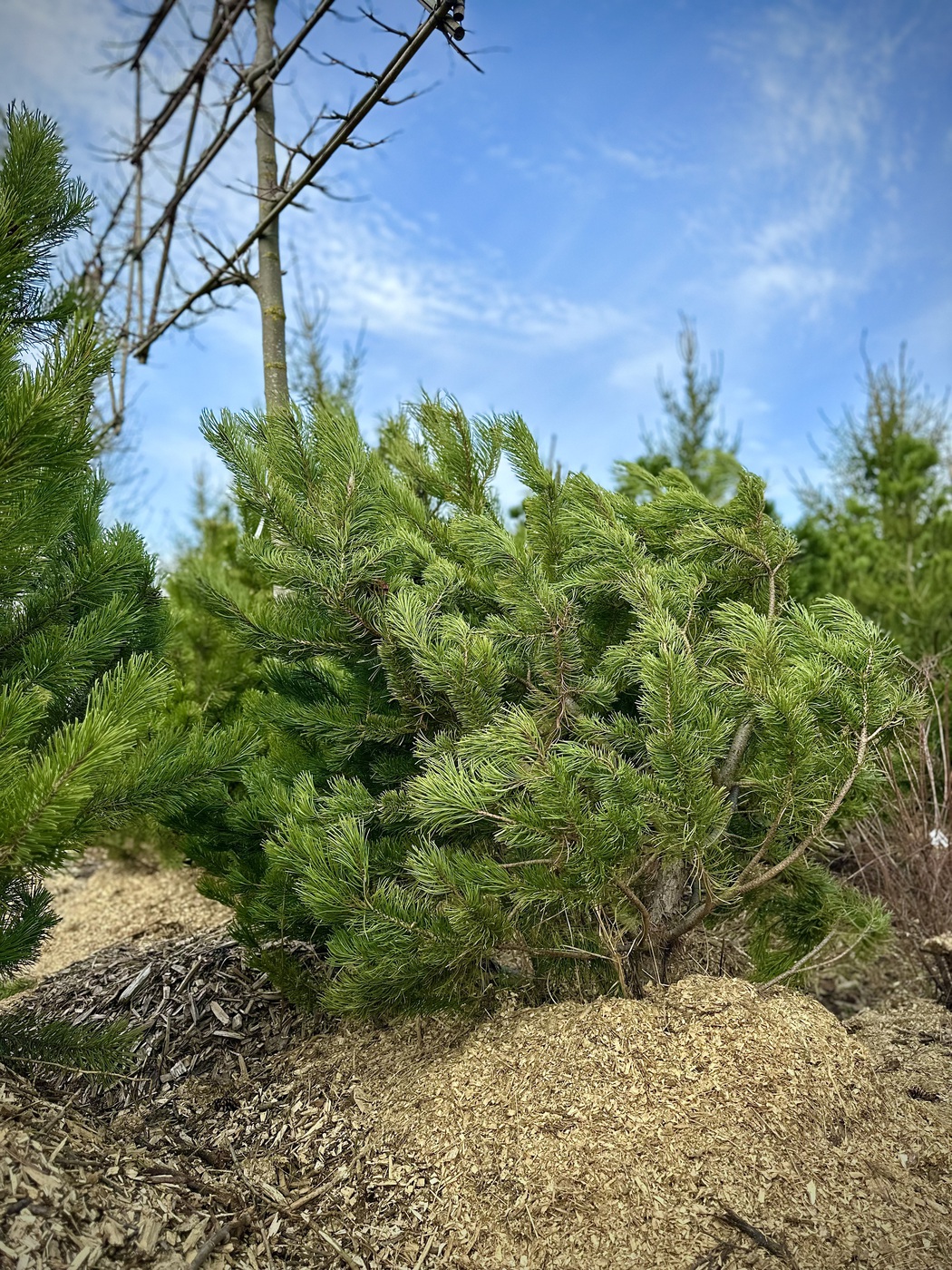 Сосна горная (Pinus Mugo) — изображение 2
