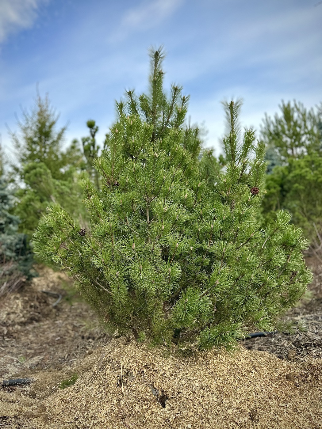 Сосна горная (Pinus Mugo) — изображение 3