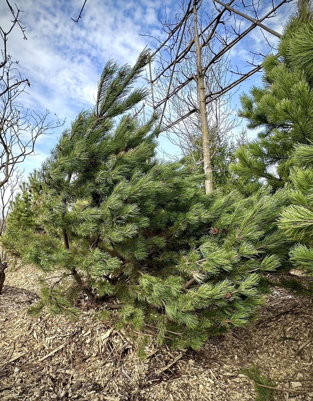 Сосна горная (Pinus Mugo) — изображение 4