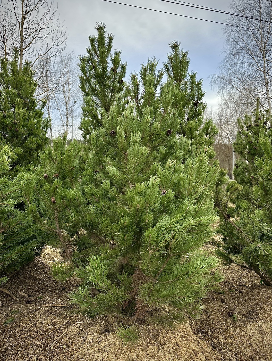 Сосна горная (Pinus Mugo)