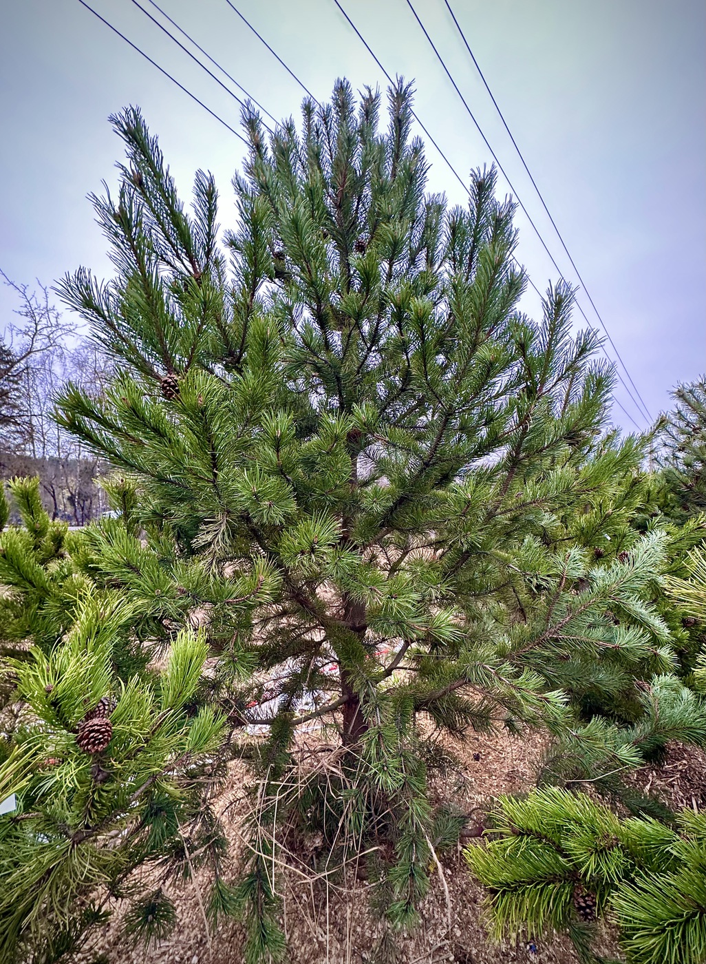 Сосна горная (Pinus Mugo)