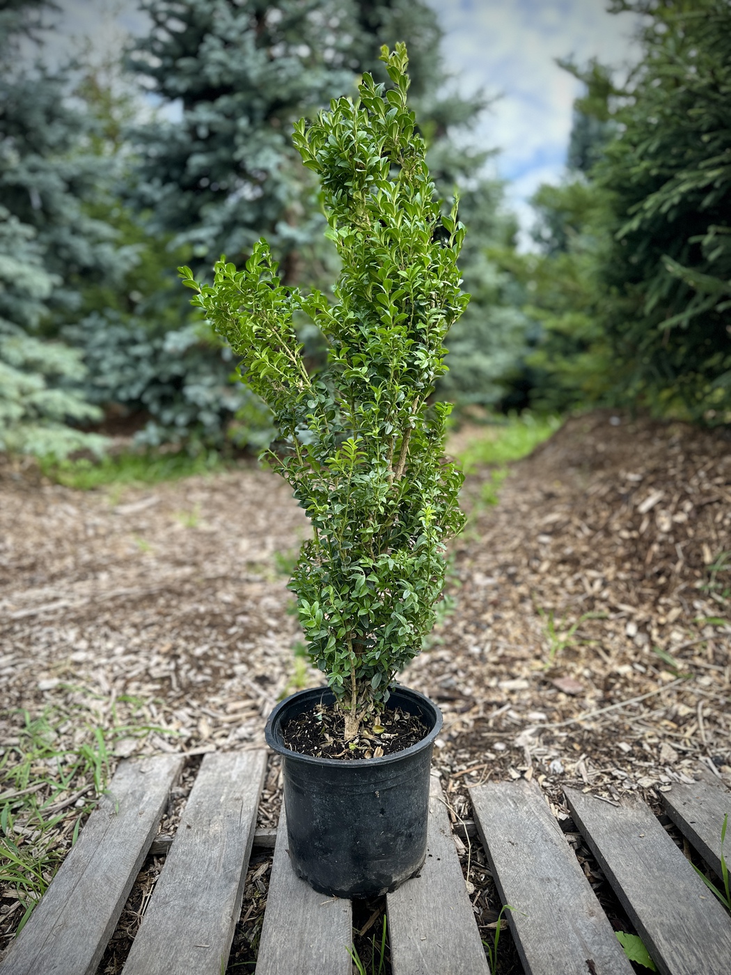 Самшит (Buxus)
