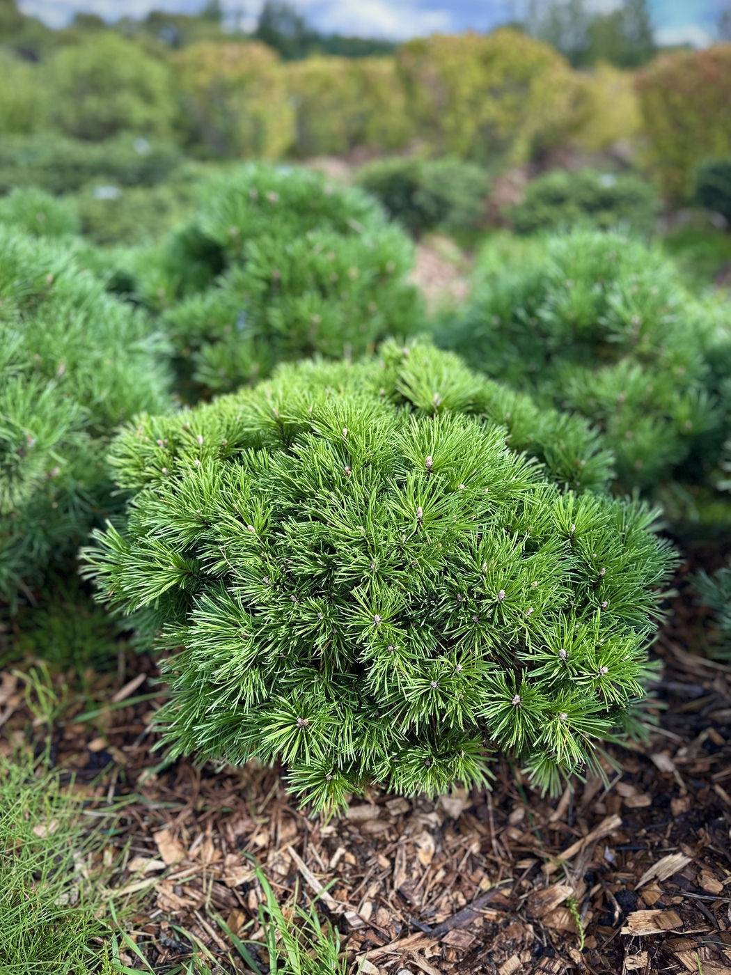 Сосна горная (Pinus Mugo) в ассортименте